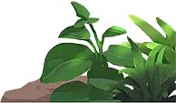 Green Plant - plant - green leaves - High Resolution PNG