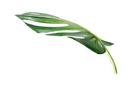 Monstera deliciosa - nature - Designer Recommended PNG