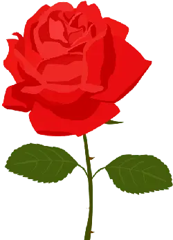 Red Rose - plant - High Resolution PNG