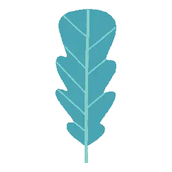 Oak Leaf - nature - Popular Download PNG