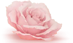 pink - PNG - Pink Rose - Pic 2