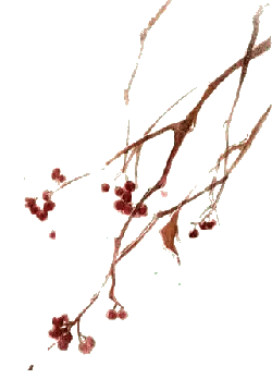 Plum Blossom - Transparent Background PNG - winter