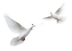 Pigeon - flying - PNG Images