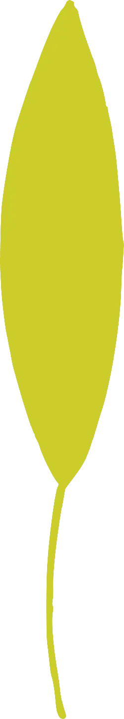 Leaf - Recommended PNG - green