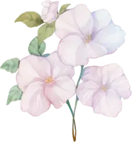 Morning Glory - pink - purple - Free Download PNG