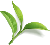 Tea Leaf - Trending PNG