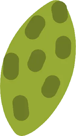 Watermelon - summer - green - Transparent Layer PNG