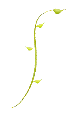 Vine - growth - plant - PNG Images