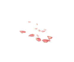 Petals - natural - No Watermark PNG