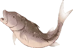 Lumpfish - spotted - Transparent Layer PNG