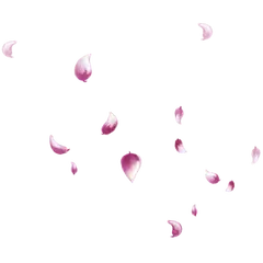 Pink Petals - Curated PNG - Popular Download PNG