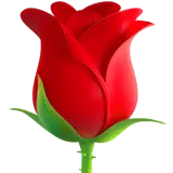 Red Rose - Fast Download PNG - PNG Images