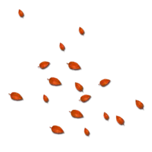 Orange Petals - petal - PNG Images