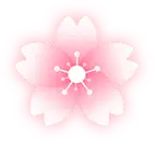 Cherry Blossom - High Quality PNG - spring
