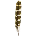 Feather - decoration - birds - PNG