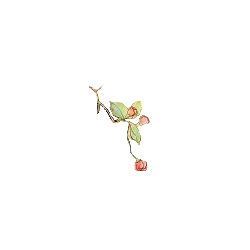 Rose Branch - nature - Free PNG