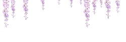 Wisteria - flower - Trending PNG
