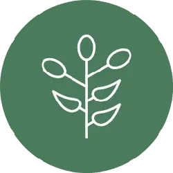 Plant Icon - leaf - No Background PNG