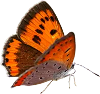 Red-band Leafwing - insect - Free Download PNG