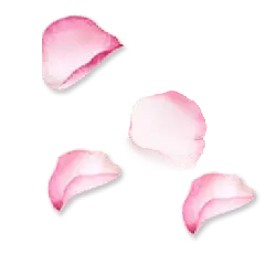 Pink Petals - romantic - Designer's Pick PNG