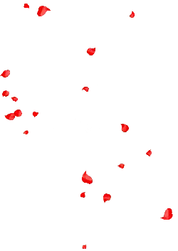 Red Petals - petal - Free for Commercial Use PNG