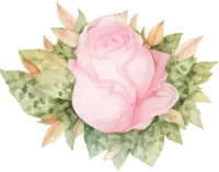 Pink Rose - Lossless PNG - pink - Pic 1
