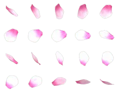 Petals - pink - falling - No Background PNG