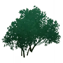 Tree - leaves - No Background PNG