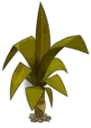 Palm Tree - leaves - tropical - Transparent Background PNG
