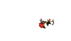 Rose - PNG Images - Free PNG
