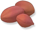 Peanut - Designer's Pick PNG