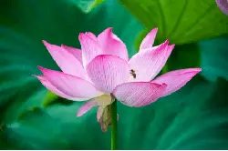 Lotus Flower - insect - pink - Free Download PNG