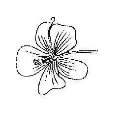 Clover - nature - Lossless PNG