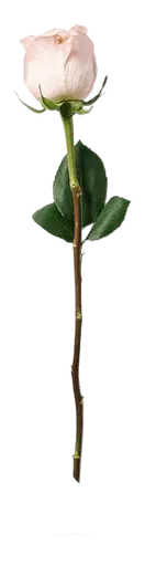 Pink Rose - Free Download PNG - Free PNG