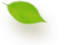 Leaf - Recommended PNG - Lossless PNG