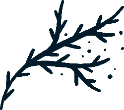 Branch - growth - No Background PNG
