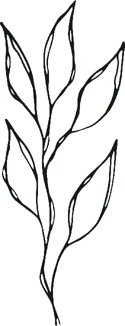 Abstract Plant Branches and Leaves - line drawing - Free Download PNG