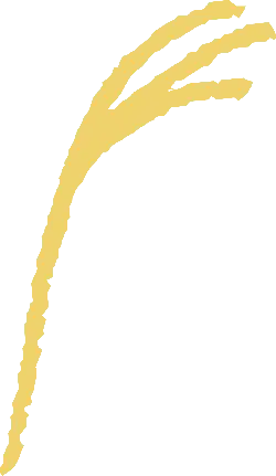 Golden Feather - abstract - Transparent Background PNG
