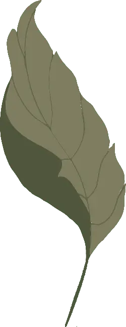 Leaf - Designer Recommended PNG - leaf