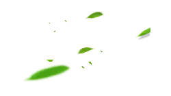 Green Leaves - green leaves - No Background PNG