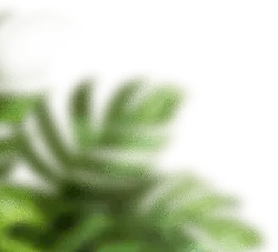 Green Plant - blur - Transparent Layer PNG