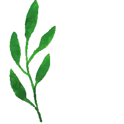 Green Branch with Leaves - High Download Count PNG