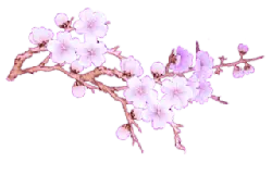 Cherry Blossom Branch - nature - Highly Rated PNG