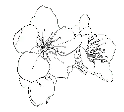 Plum Blossom - line drawing - No Watermark PNG