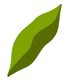 Leaf - shape - plant - Lossless PNG