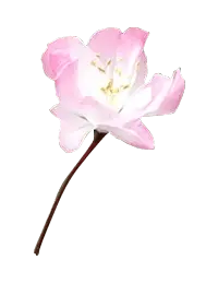Camellia - beautiful - plant - No Background PNG