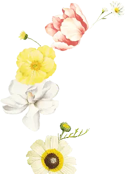 Flower Combination - plant - Free PNG