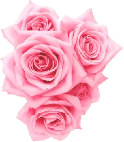 Pink Rose - love - beautiful - High Resolution PNG