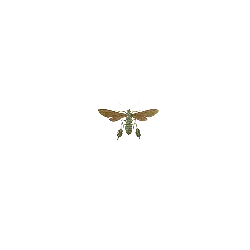 Unidentified Insect - wings - Lossless PNG