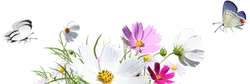 White and Pink Flowers with Butterflies - nature - High Resolution PNG
